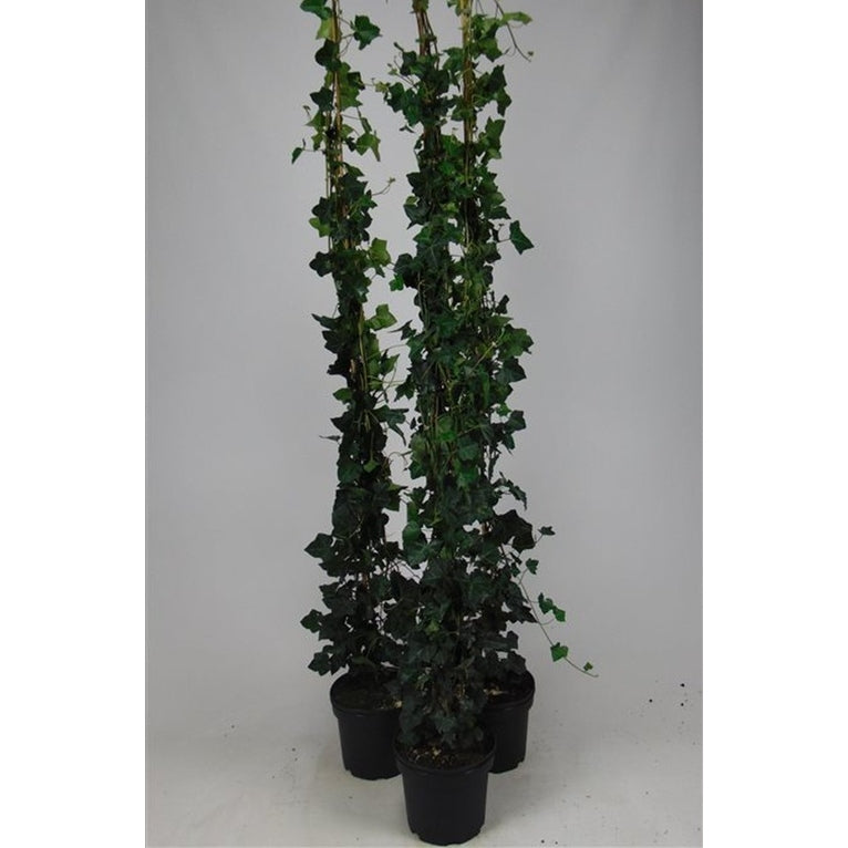 Murgröna – Hedera hibernica - C5 175-200 CM Stick